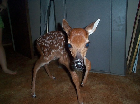 Baby fawn 2