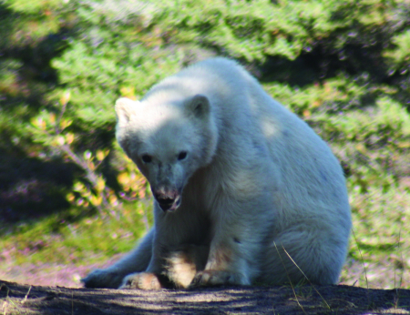 Polar Bear Cub