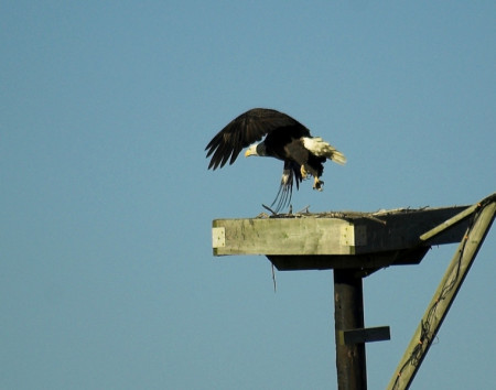 Bald Eagle