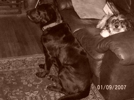 Another one of my dogs SMOKEY OH & Jessie