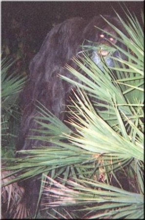 Large Skunk Ape - Night Shot - Myakka, FL