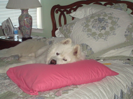 Champ enjoying my Bed!