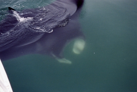 manta on whale shark trip 2006