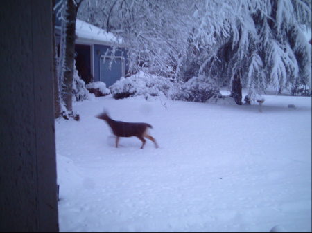 Deer's in our backyard