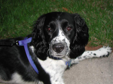 Roxy, our English Springer Spaniel