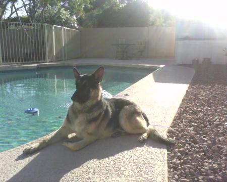 My doggie chillin by my pool...