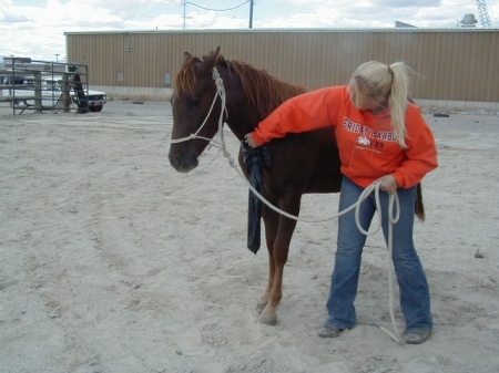 Horse training