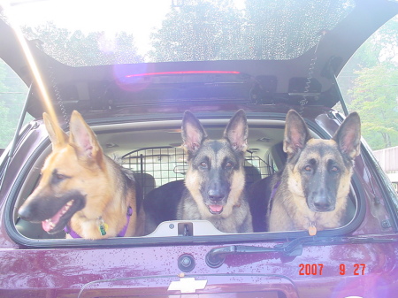 My German Shepherds