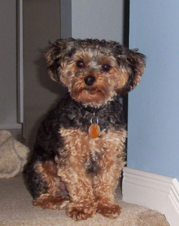 My dog Zeus 2005