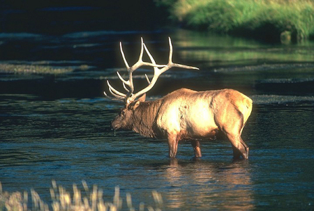 Bull Elk