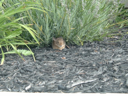 A baby bunny in my garden