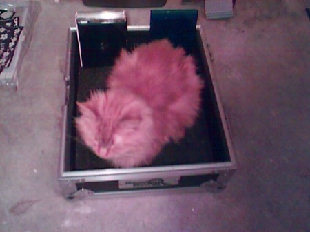 Cat in the CD case.