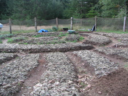 freshly planted garlic beds smothered with seaweed