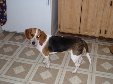 ...and a Beagle