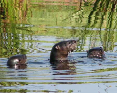 Otters in the pond at My brothers
