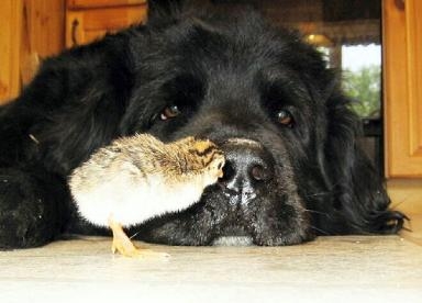 My Newfoundland