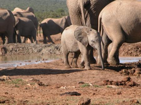 Pachyderms gone "wild"!