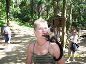 Monkeying Around in Honduras