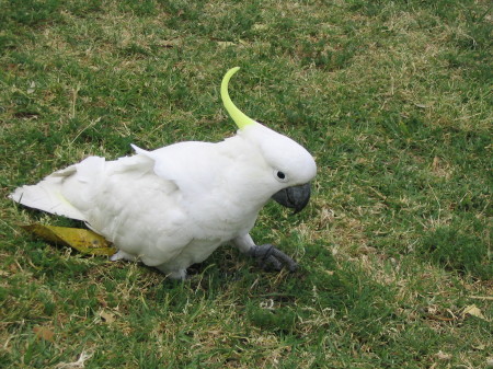 Australian Cockatoo 2003