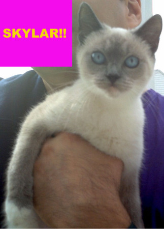 My newest kitten Skylar