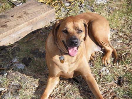 Charlie, my Ridgeback