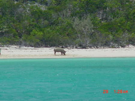 Pig on the beach