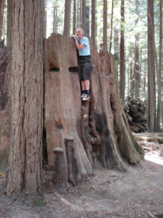 redwood stump