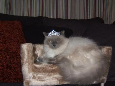 Our cat, Tess the Princess