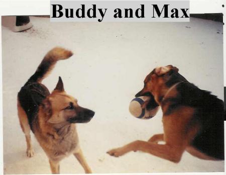 Mycrazy dogs....Buddy & Max (RIP)