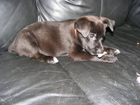 Marty as a puppy