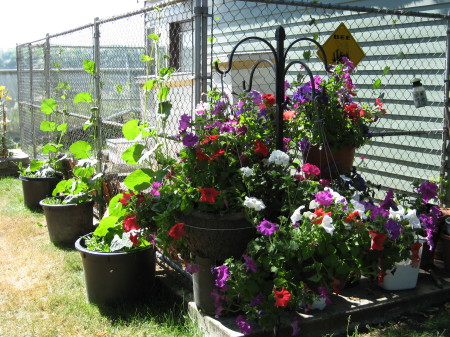 Dog Kennel / Honey Bee Kennel