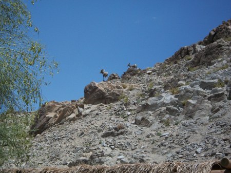 Teri Pintacura's album, Living desert zoo