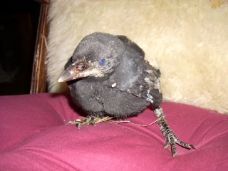 Baby Crow rescue