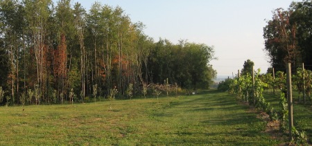 young orchard and vineyard