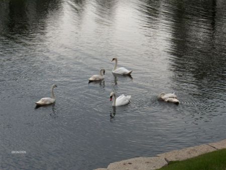 Swans in Itasca