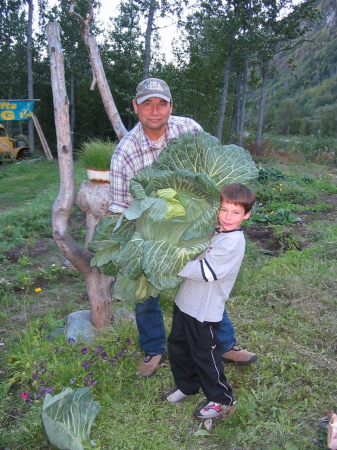 An Alaskan Cabbage..