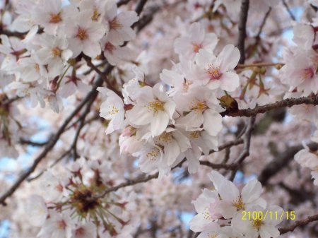 close up of blossom