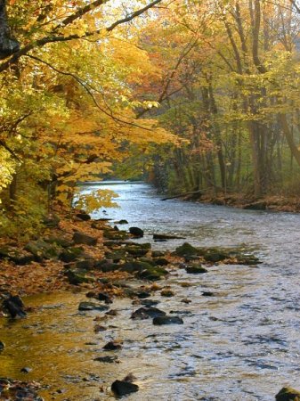 Leaves and Stream