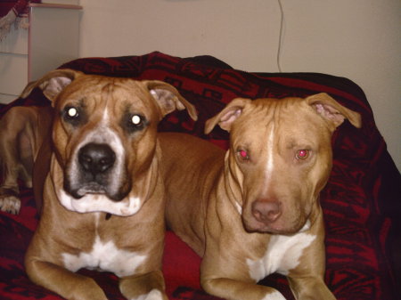 Our loveable Pits Yeager and Doja