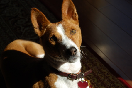 Chopie, one of our basenjis, sunning himself