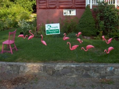 Flamingoed!