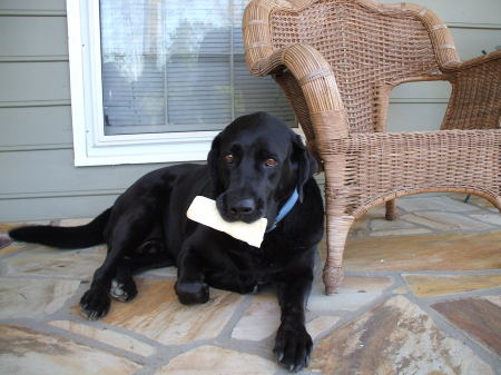 Here's Beau, one of our Labs