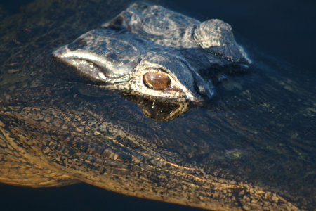 All Most Gator Bait!!