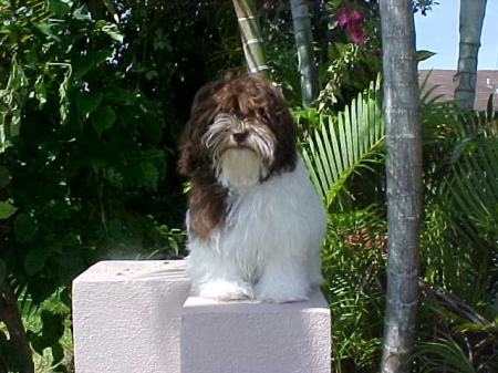 This is K C  Our Havanese