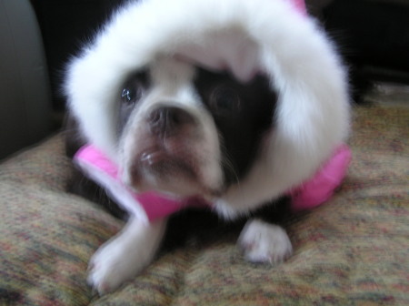 Bubbles modeling her first winter jacket (fake fur of course!)