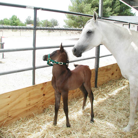 Our Filly at three days old.