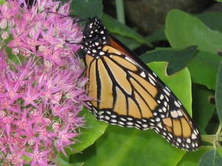 Monarch Butterfly 8-05