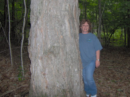 Vermont sugar Maple