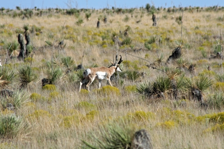 New Mexico Pronghorn