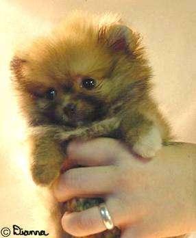 Pom Pup